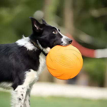 Disco Canino Frisbee Dog Frisbee 18cm Brincadeira Pet Cor Sortidas