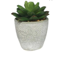 Suculenta Urban 13x13cm Casambiente Scl05