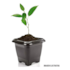 VASO QD PT 2L ERCAPLAST